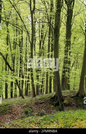 Hêtre au printemps à Kings Wood, Challock, Ashford, Kent, Angleterre, Royaume-Uni Banque D'Images