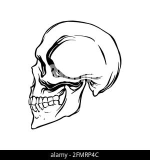 Vue latérale d'un crâne humain de style linéaire. Illustration vectorielle. Illustration de Vecteur