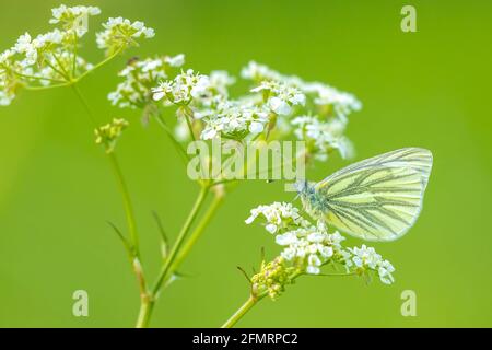 Papillon blanc à voiles vertes, Pieris nali, reposant dans un pré sur des fleurs blanches d'Anthriscus sylvestris, connu sous le nom de persil de vache, un bisannuel herbacé Banque D'Images