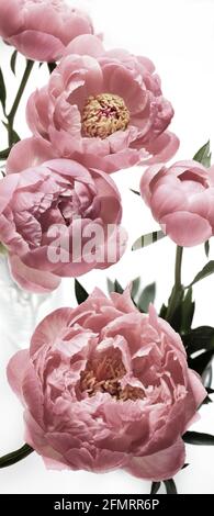 Belles fleurs de pivoines roses isolées sur fond blanc. Banque D'Images