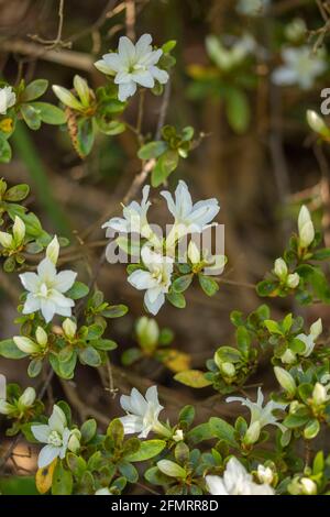 Rhododendron 'Now Lady', Banque D'Images