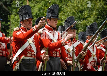 Infanterie britannique dans le camp des alliés exerçant le positionnement en ligne et le tir de volley pour la reconstitution de la bataille de Waterloo. Banque D'Images