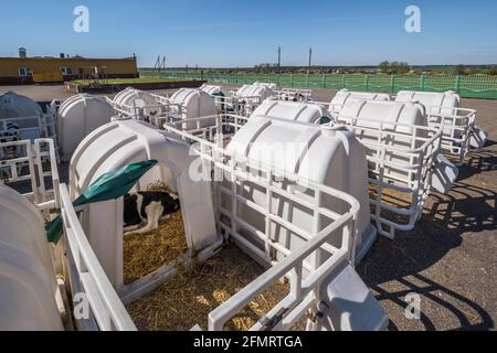 calfhutch en plastique blanc sur paille. Petit veau debout dans la cage dans la grange du bétail sur la ferme de daity. Élevage de bétail, prise en charge des animaux. Vache d'élevage Banque D'Images