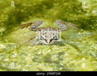 La grenouille nage dans l'étang et regarde dans l'appareil photo. Banque D'Images