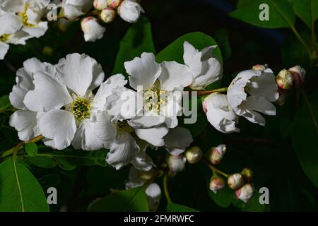 Beau bouquet de fleurs de buisson de perle d'arbuste Exochorda Banque D'Images