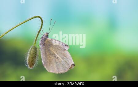 Papillon assis sur une fleur de pavot Banque D'Images