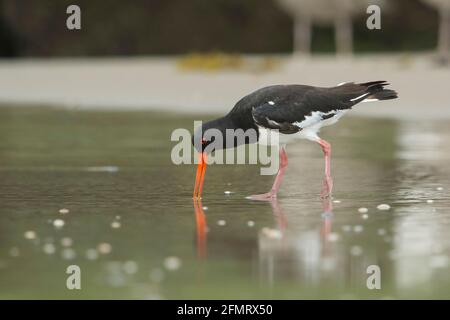 L'Oystercatcher eurasien (Haematopus ostralegus) se pourroit le long du rivage Banque D'Images