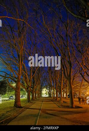 Szczecin, Pologne - Parc Kasprowicza la nuit, nuit étoilée, randonnées nocturnes, arbres et branches Banque D'Images