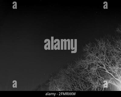 Szczecin, Pologne - Parc Kasprowicza la nuit, nuit étoilée, randonnées nocturnes, arbres et branches Banque D'Images