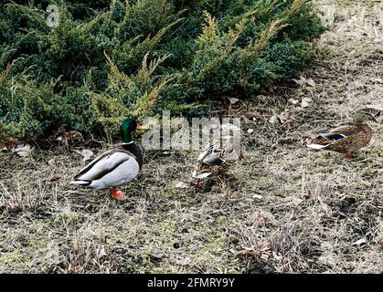 Les canards marchent sur la vieille herbe d'automne contre le fond d'un buisson de genévrier. Au début du printemps, les canards sont occupés à chercher de la nourriture. Banque D'Images