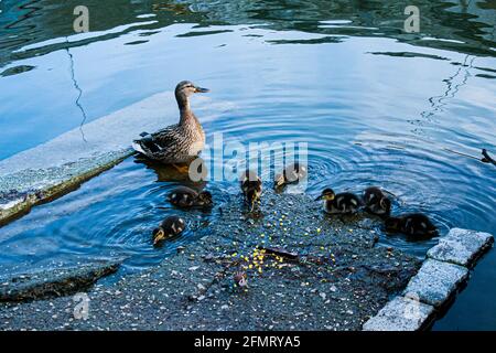 Une couvée de canetons de canard colvert pache à l'étang et boit de l'eau. Les petits canards ont des tons jaune pâle et brun. Banque D'Images