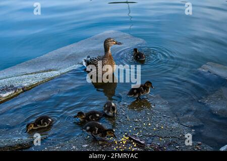 Une couvée de canetons de canard colvert pache à l'étang et boit de l'eau. Les petits canards ont des tons jaune pâle et brun. Banque D'Images