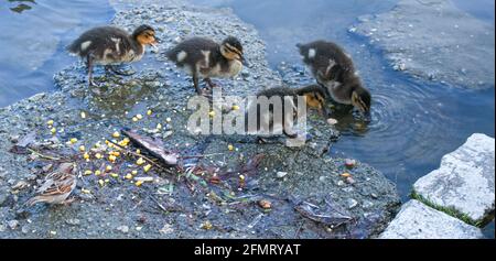 Une couvée de canetons de canard colvert pache à l'étang et boit de l'eau. Les petits canards ont des tons jaune pâle et brun. Banque D'Images