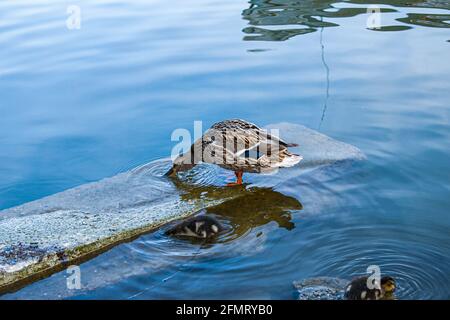 Une couvée de canetons de canard colvert pache à l'étang et boit de l'eau. Les petits canards ont des tons jaune pâle et brun. Banque D'Images