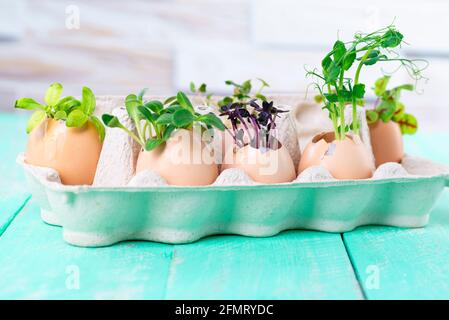 Pousses de Microgreen en coquilles d'aubergines dans un plateau en carton décorations de Pâques. Œuf de Pâques. Style de vie rurale. Concept zéro déchet. Banque D'Images