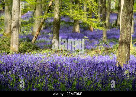 Tapis de cloches poussant dans la nature sur le plancher de la forêt sous des hêtres au printemps dans les bois de Dockey près d'Ashridge, Buckinghamshire Royaume-Uni. Banque D'Images