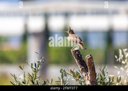 Le larve à crête (cristata dans la Galerie) est une espèce d'oiseau appartenant à la famille des larkeae. Banque D'Images