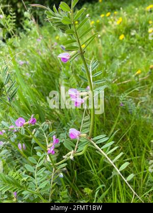 VETCH COMMUNE Vicia sativa. Photo : Tony Gale Banque D'Images