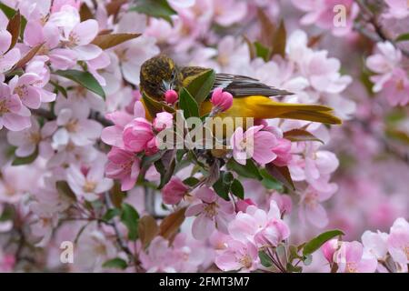 Baltimore Oriole manger dans le crabapple en fleurs le jour du printemps à Ottawa, Canada Banque D'Images
