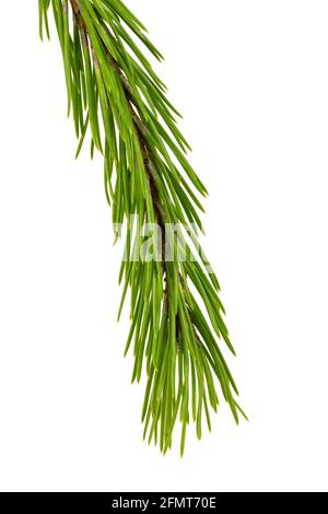 Cadre de branche d'arbre Evergreen isolé sur fond blanc Banque D'Images