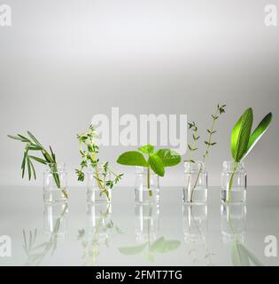 Les herbes médicinales sont des épices dans des bouteilles d'eau transparentes, dans une rangée sur un fond clair. Banque D'Images