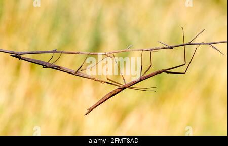 Bâton de marche, sauterelle de cricket. Photographier les insectes dans leur habitat naturel Banque D'Images