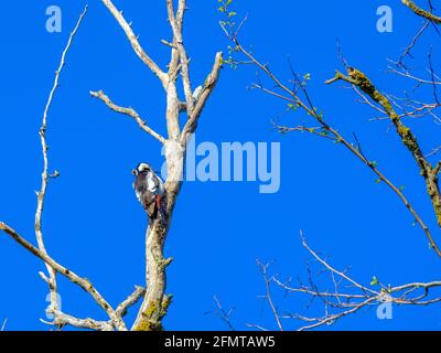 Pic sur un tronc d'arbre sec contre le ciel bleu par une journée ensoleillée. L'oiseau obtient des insectes pour la nourriture des fissures dans le tronc. Banque D'Images