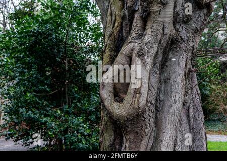 Vieux arbre ronflé dans les jardins d'Iveagh, Dublin, Irlande Banque D'Images