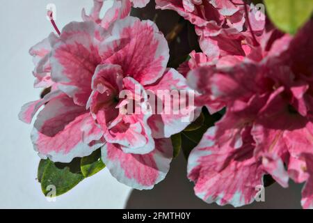 Azalées roses en fleur sur fond blanc Banque D'Images