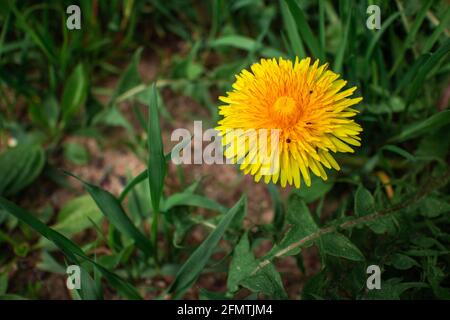 Fleur de pissenlit jaune parmi l'herbe verte. Gros plan. Nature. Banque D'Images