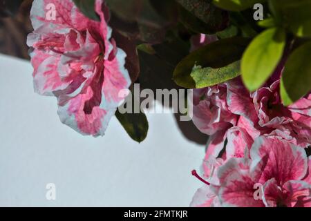 Azalées roses en fleur sur fond blanc Banque D'Images