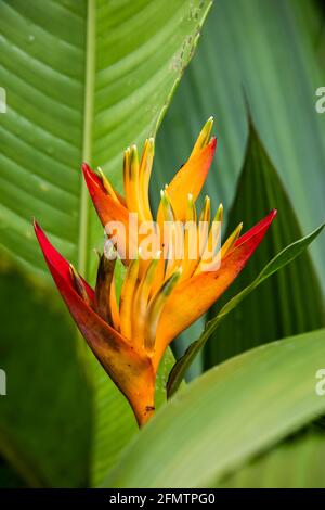 Easter Heliocona (Heliconia Wagneriana), fleurs tropicales avec de magnifiques bractées fleuries colorées Banque D'Images