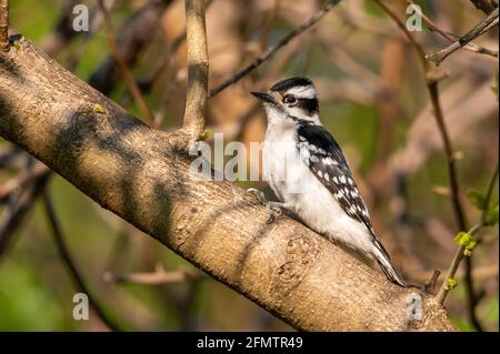 Une belle femelle Downy Woodpecker se perçant sur une branche d'arbre. Banque D'Images