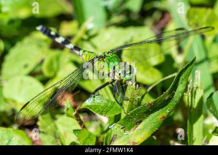 Libellule de pondhawk de l'est femelle (Erythemis simplicollis) - Bluebird Springs Park, Homosassa, Floride, États-Unis Banque D'Images