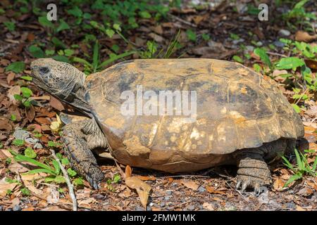 Tortue Gopher (Gopherus polyphemus) - Brooksville, Floride, États-Unis Banque D'Images