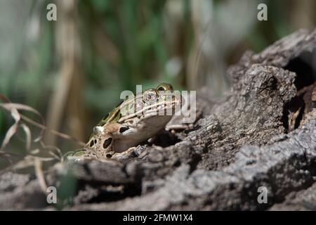 Grenouille léopard (Lithobates pipiens) se baquant sur une bûche dans une crique dans le comté de Jefferson, Colorado, États-Unis. Banque D'Images