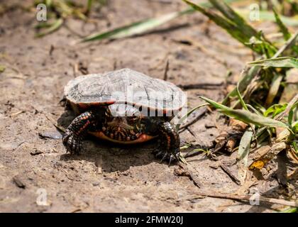 Tortue peinte - Chrysemys picta - marcher sur terre de terre à côté de l'herbe en Ontario, Canada. Banque D'Images