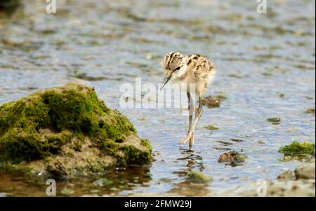 Poussins de pied stilt à la recherche de nourriture dans un ruisseau sur vasières côtières Banque D'Images