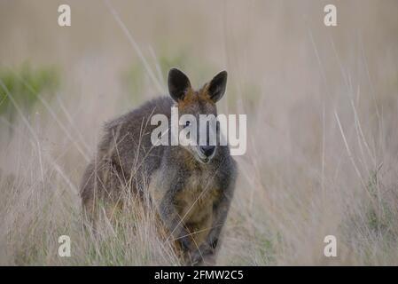 Wallaby des marais Banque D'Images