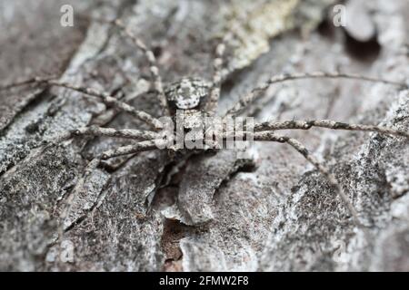 Araignée de crabe philodromid mâle, Philodromus margaritatus camouflé sur l'écorce de pin brûlée Banque D'Images