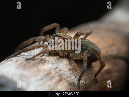 Araignée de loup rustique, Trochosa ruricola sur bois, macro photo Banque D'Images