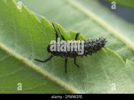 Jeune larve de coccinelle aux yeux, Anatis ocellata sur feuille, macro photo Banque D'Images