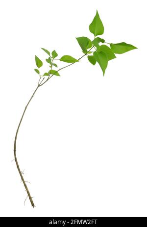 Gros plan d'une plante lilas, Syringa vulgaris, isolée sur fond blanc Banque D'Images