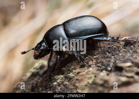 Coléoptère Dor, Anoplotrupes stercorosus, macro photo Banque D'Images