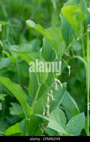 Survolées de la mer de salomon, Polygonatum multiflorum Banque D'Images