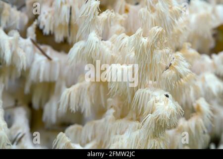 Gros plan du champignon de la dent de corail, Hericium coralloides Banque D'Images