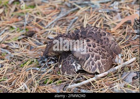 Champignon de la dent squameuse, Sarcodon squamosus, qui croît dans le mét conenvironnemental Banque D'Images