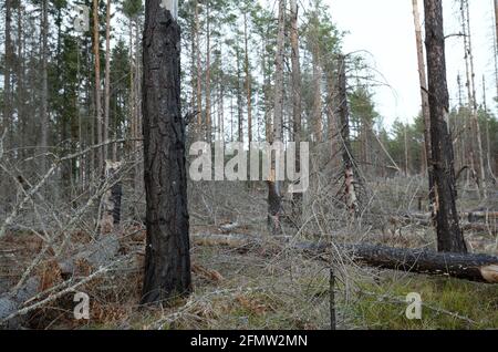 Des pins et des sapins brûlés dans la forêt naturelle de suède Banque D'Images