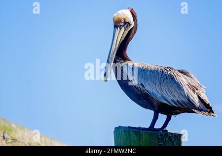 Un pélican brun adulte dans le plumage reproducteur perche dans le port Biloxi pour petits bateaux, le 8 mai 2021, à Biloxi, Mississippi. Banque D'Images
