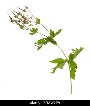 Bois soufflé cranesbill, géranium sylvaticum isolé sur fond blanc Banque D'Images